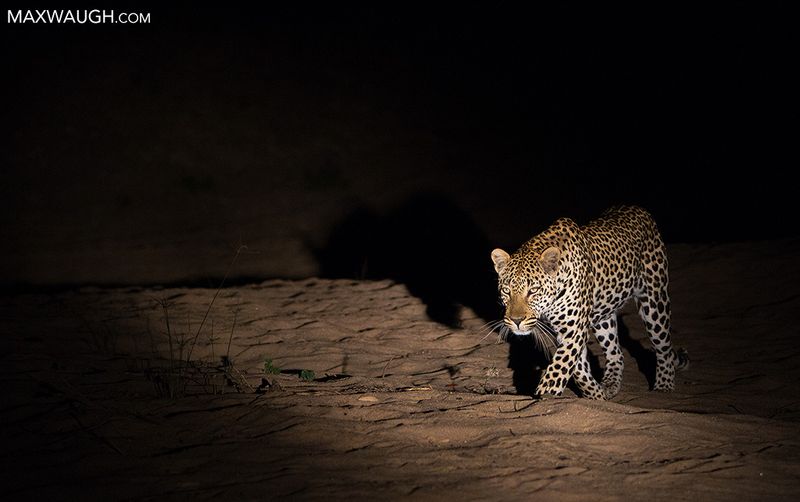 Leopard's Emerald Night Vision