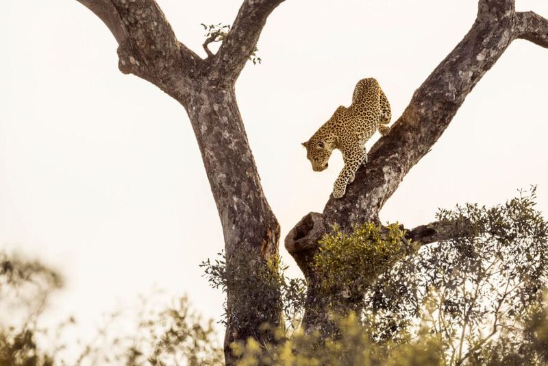 Leopard
