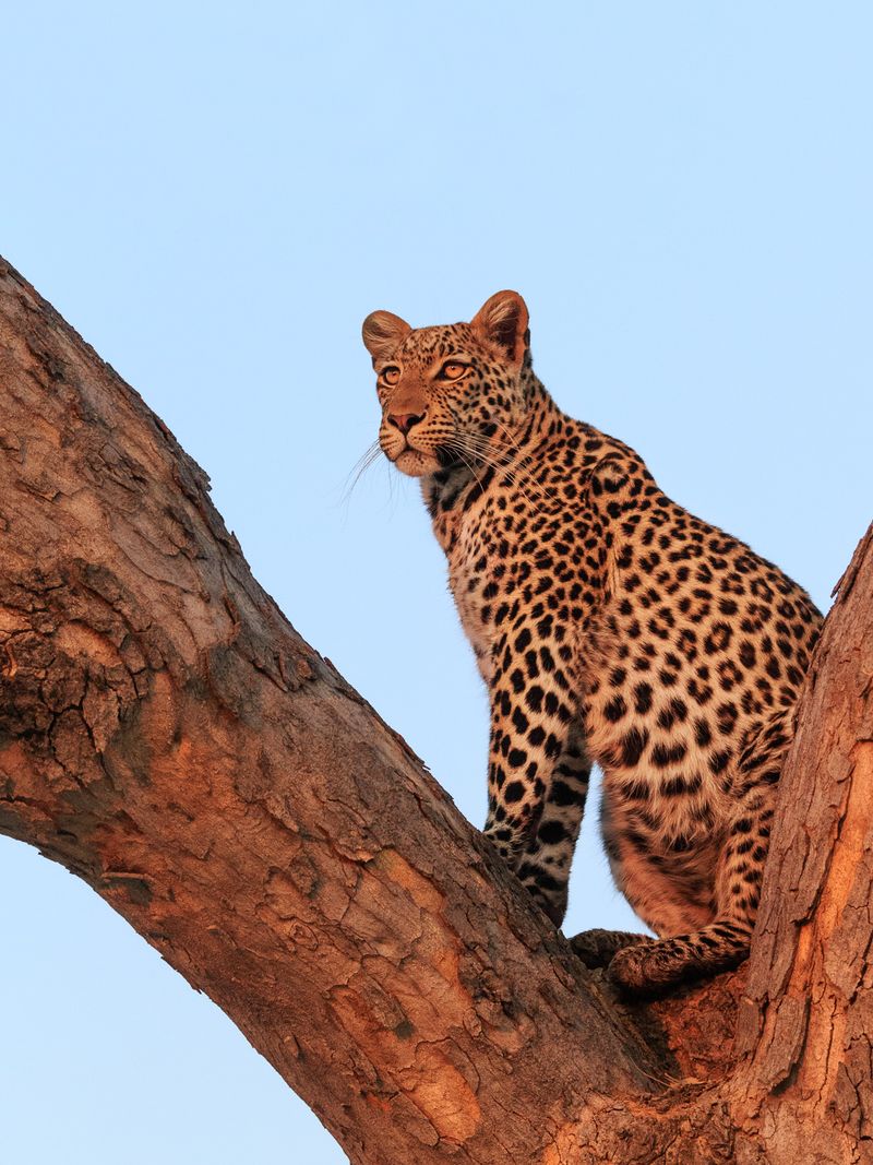 Leopard