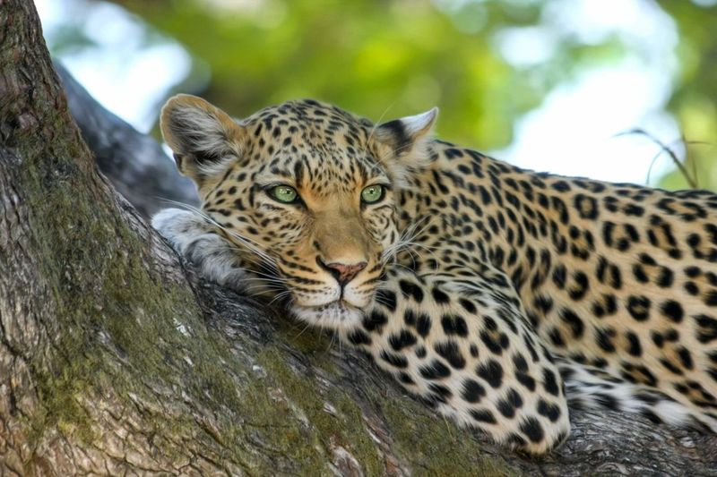 Leopard: Adaptable Aristocrat