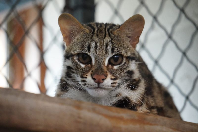 Leopard Cat