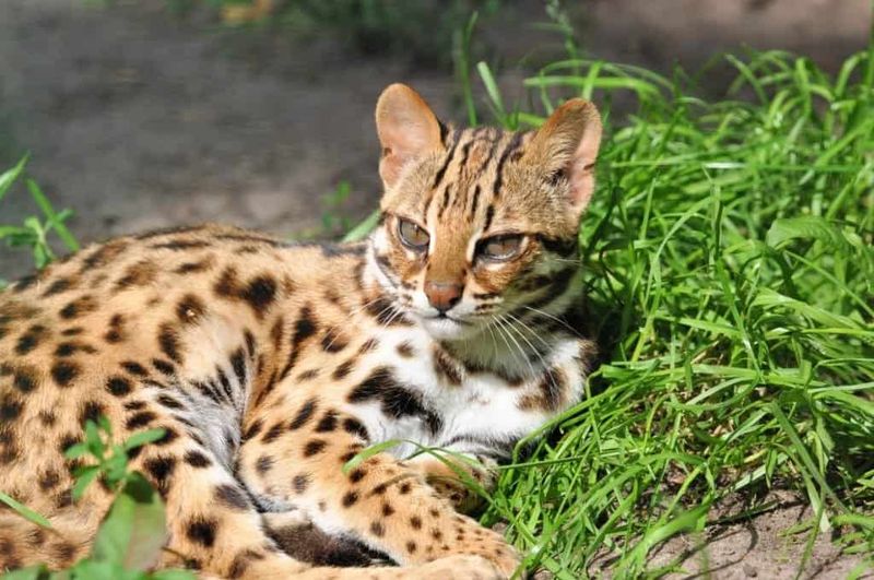Leopard Cat