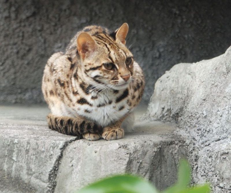 Leopard Cat