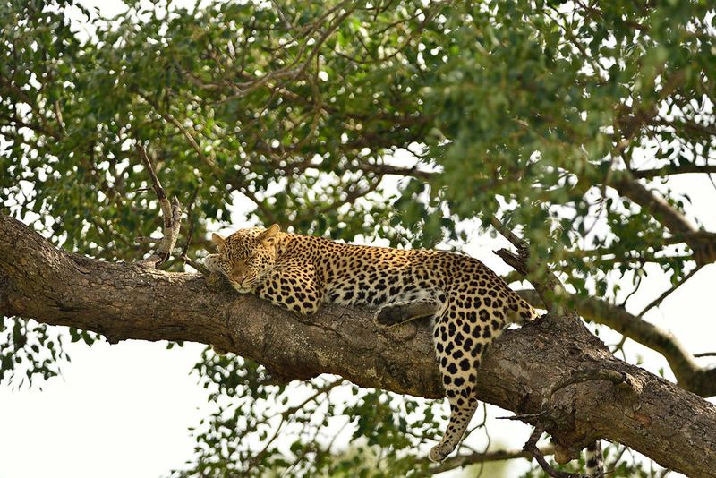 Leopard