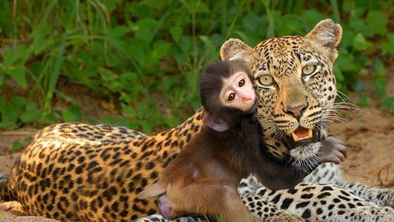 Leopards Defy Predatory Nature