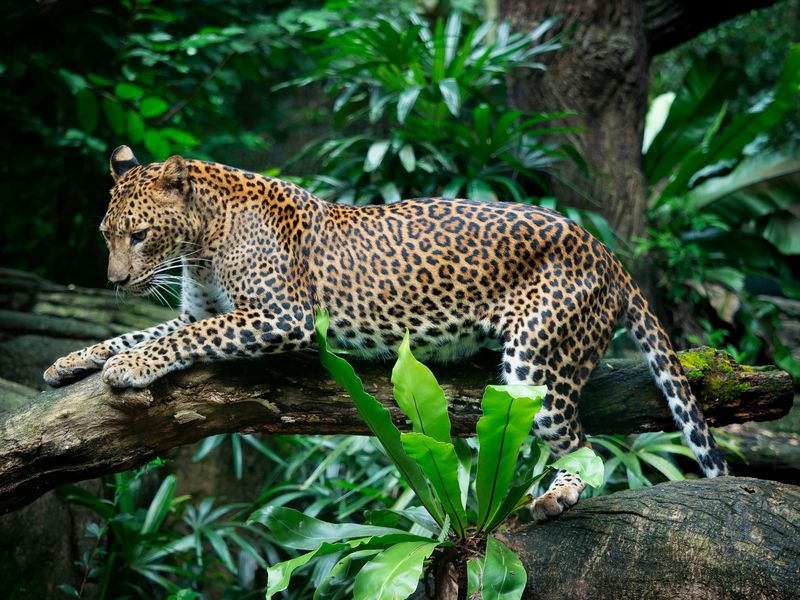 Leopards: The Silent Watchers