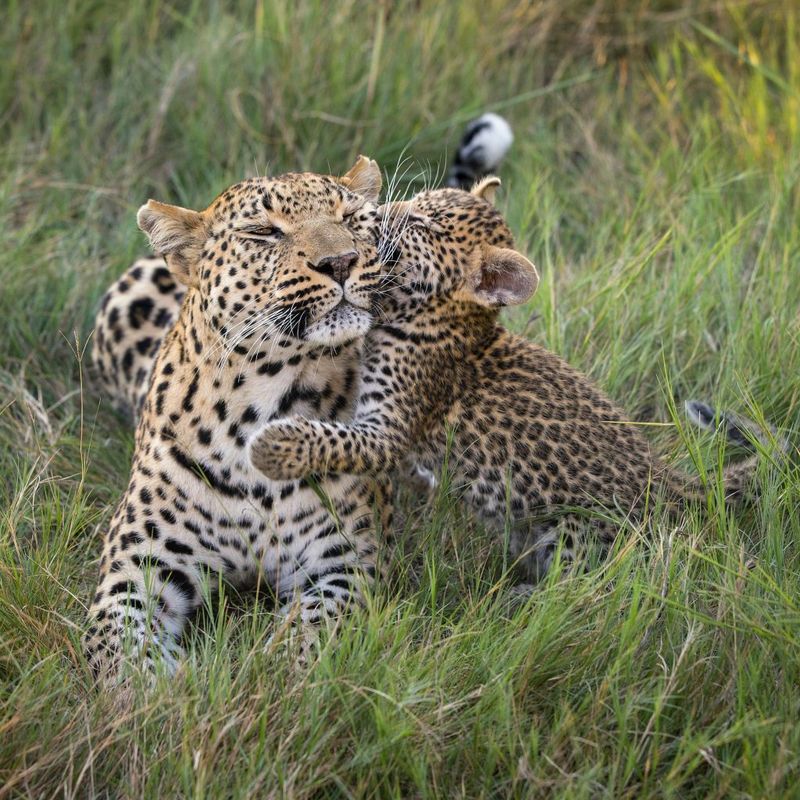 Leopards
