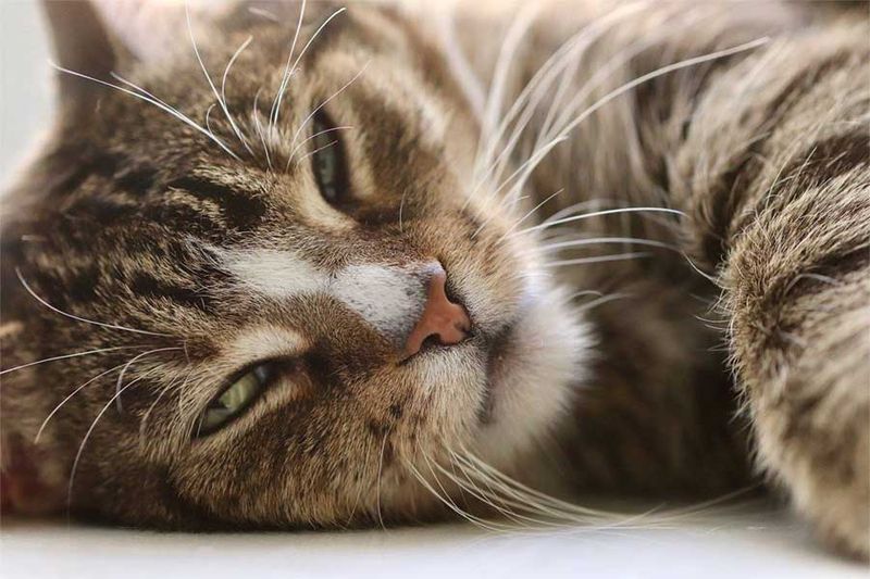 Lethargy and Low Energy