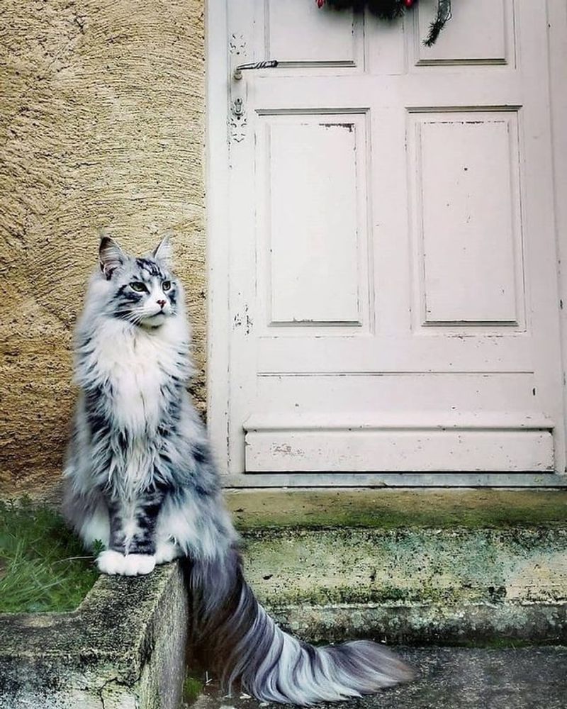 Libra Cats (September 23-October 22): The Elegant Diplomats