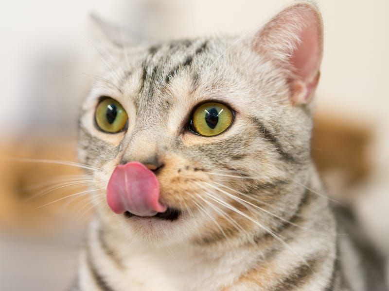 Licking Their Nose Repeatedly