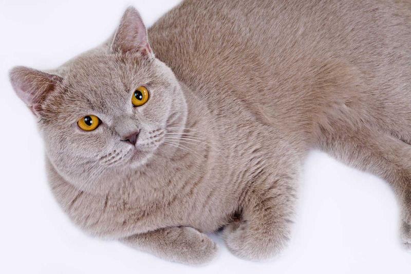 Lilac Tabby