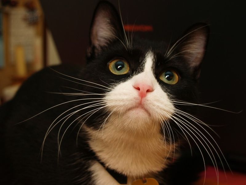 Limitations of Feline Scent Recognition