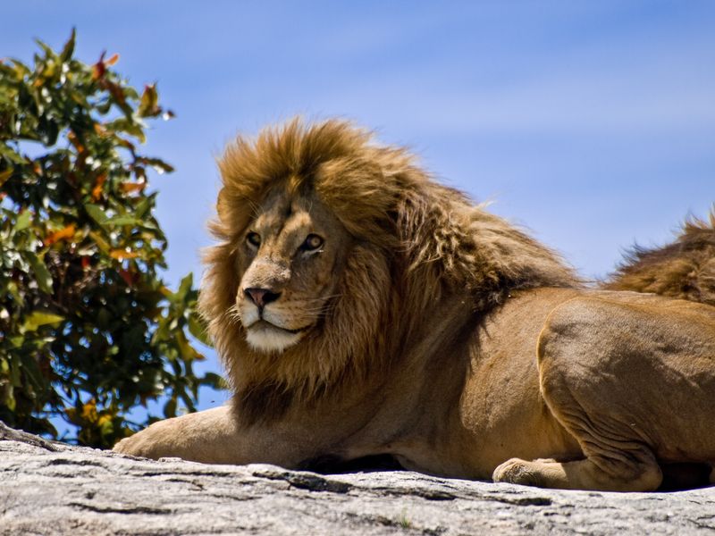 Lion