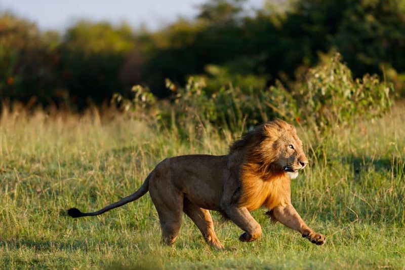 Lion