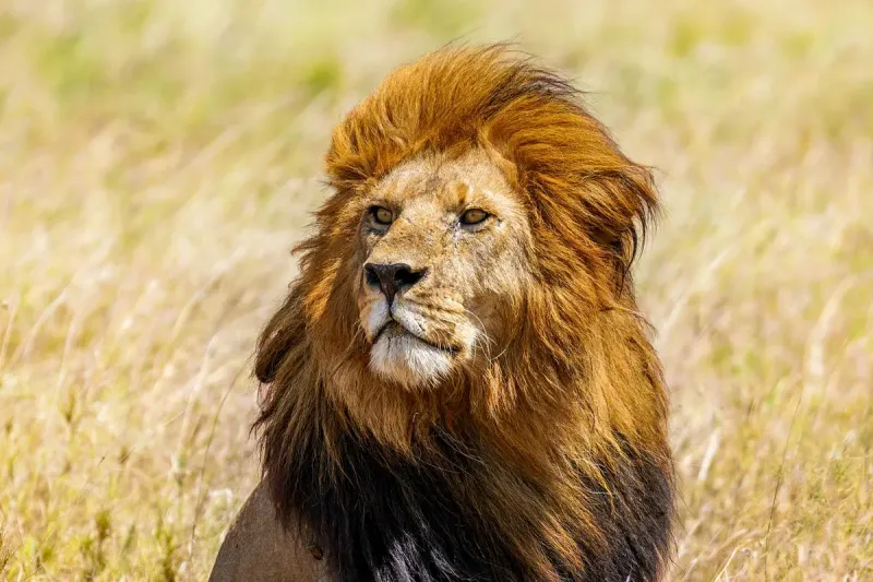 Lion
