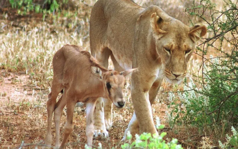 Lionesses With Maternal Instincts