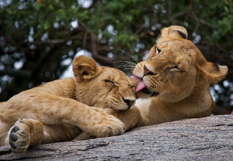 Lions