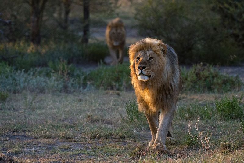 Lions: The Royal Guardians