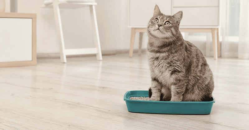 Litter Box Convenience