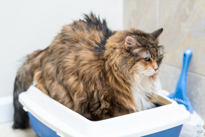 Litter Box Logistics