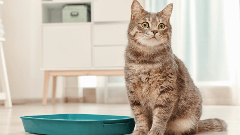 Litter Box Problems
