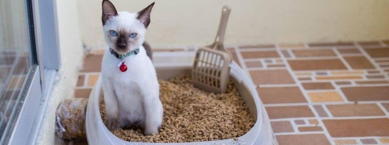 Litterbox Issues