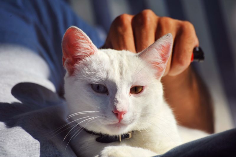Low-Maintenance Companions