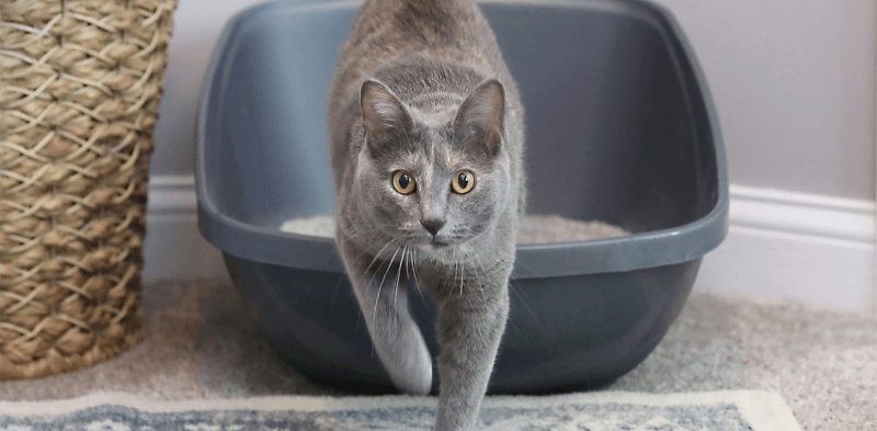 Lower Environmental Impact Pets