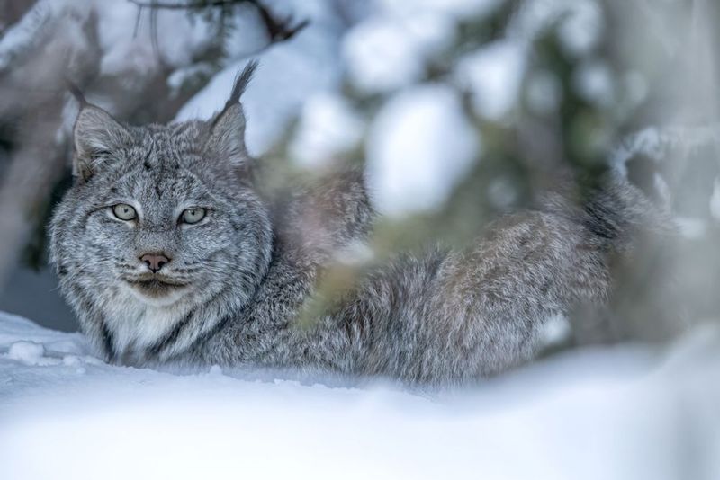 Lynx