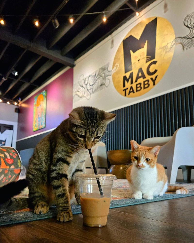 Mac Tabby Cat Café – Charlotte, NC