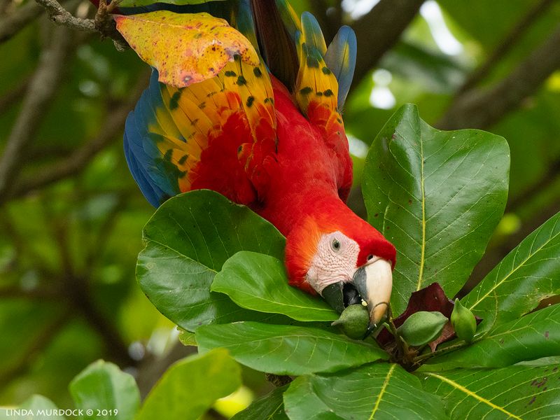 Macaws