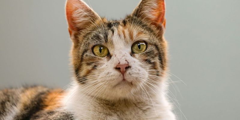 Mackerel Tabby
