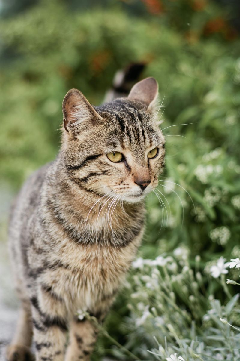 Mackerel Tabby