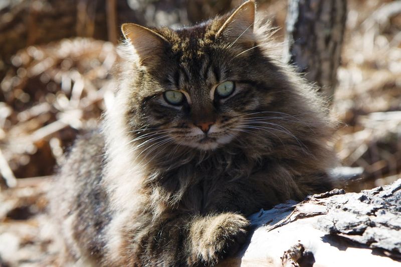 Maine – Maine Coon