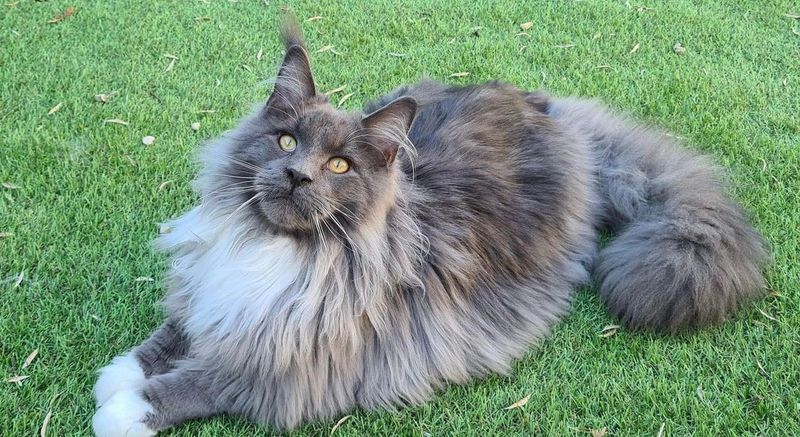 Maine Coon – Jasper