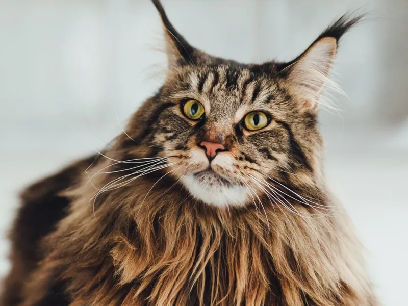 Maine Coon