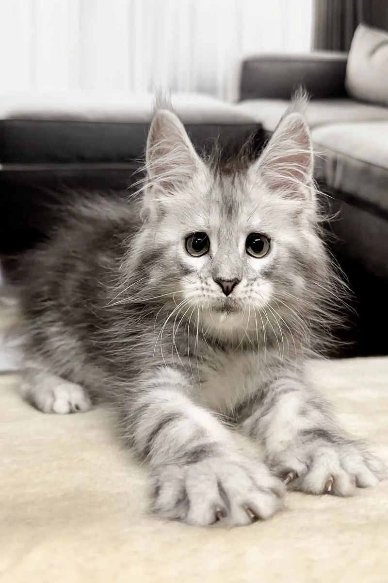 Maine Coon