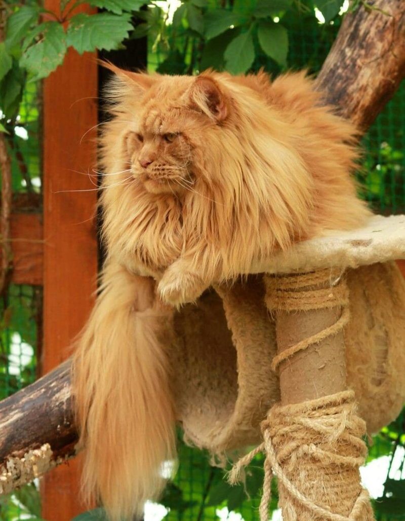 Maine Coon