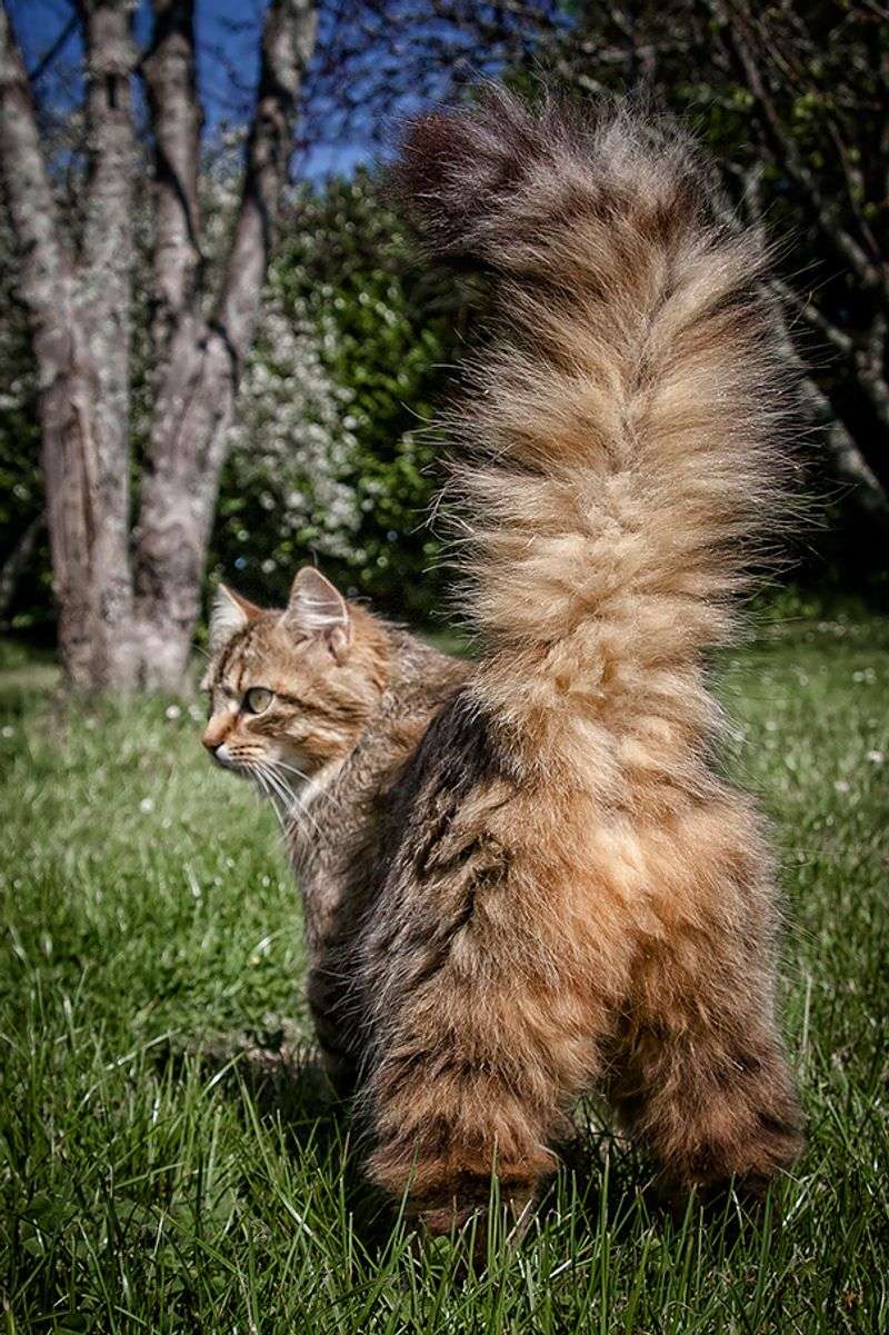 Maine Coon
