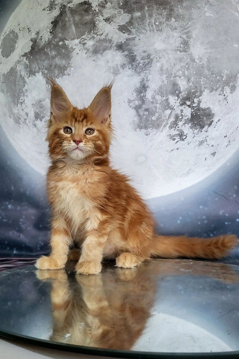 Maine Coon