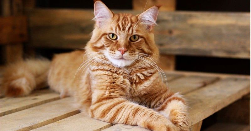 Maine Coon