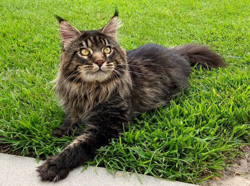 Maine Coon