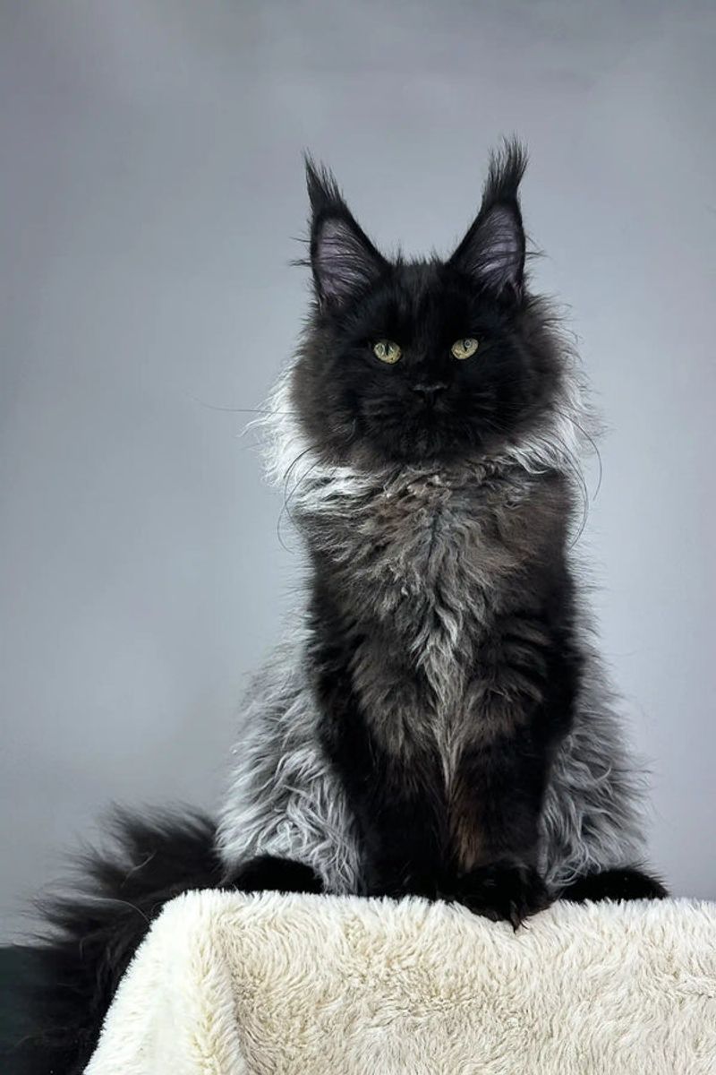 Maine Coon