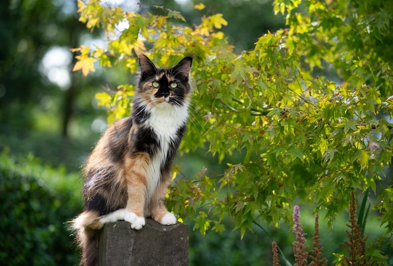Maine Coon