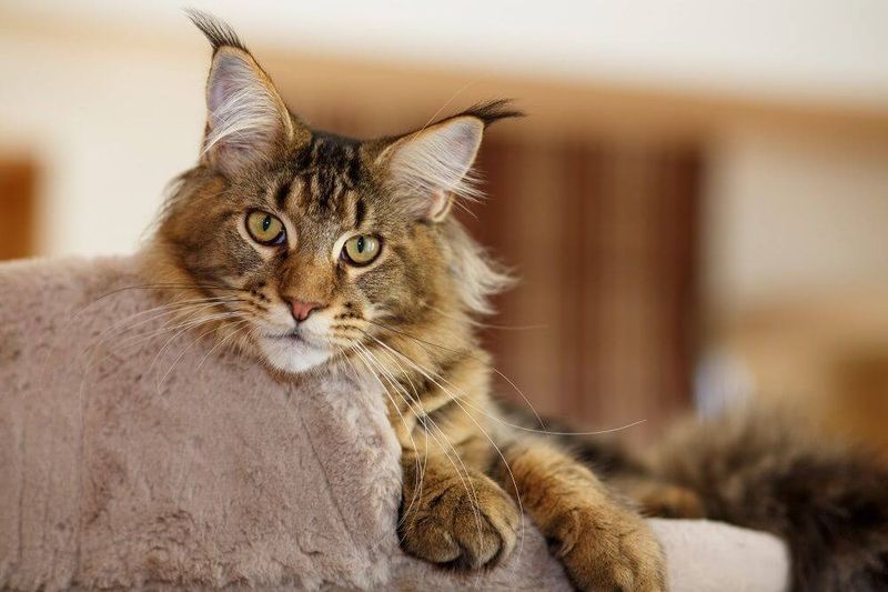 Maine Coon