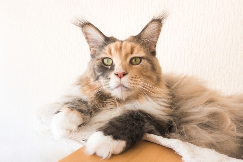 Maine Coon