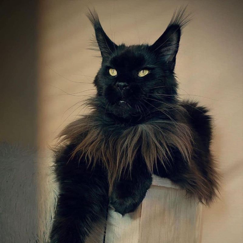 Maine Coon