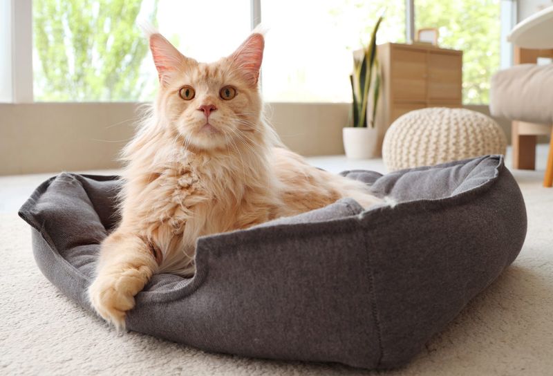 Maine Coon