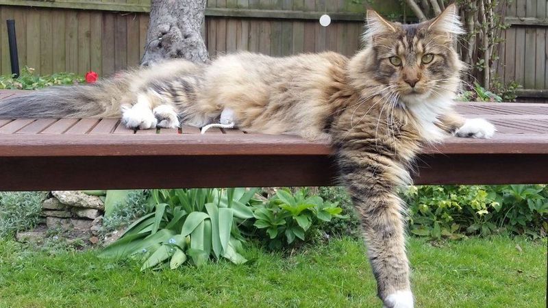 Maine Coon