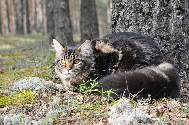 Maine Coon